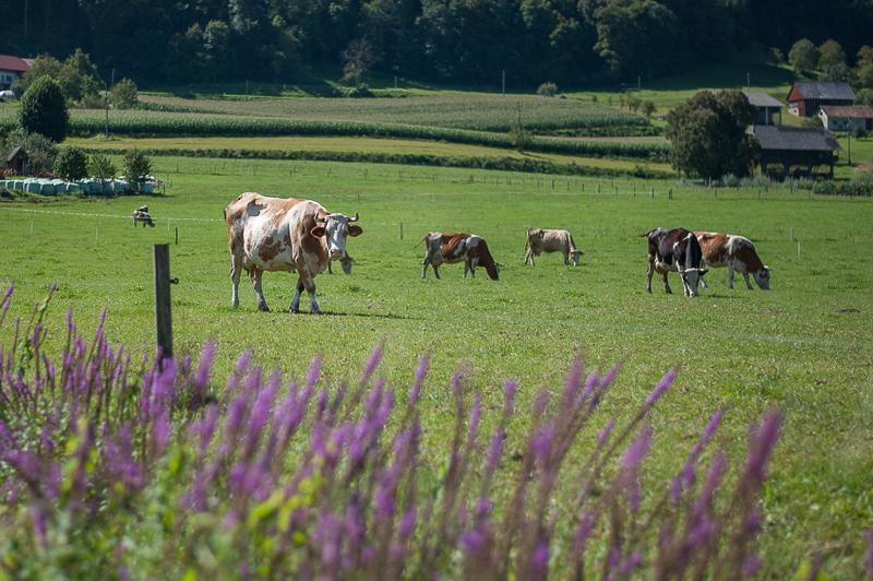 Farm Stay Kramer Bistrica ob Sotli Buitenkant foto